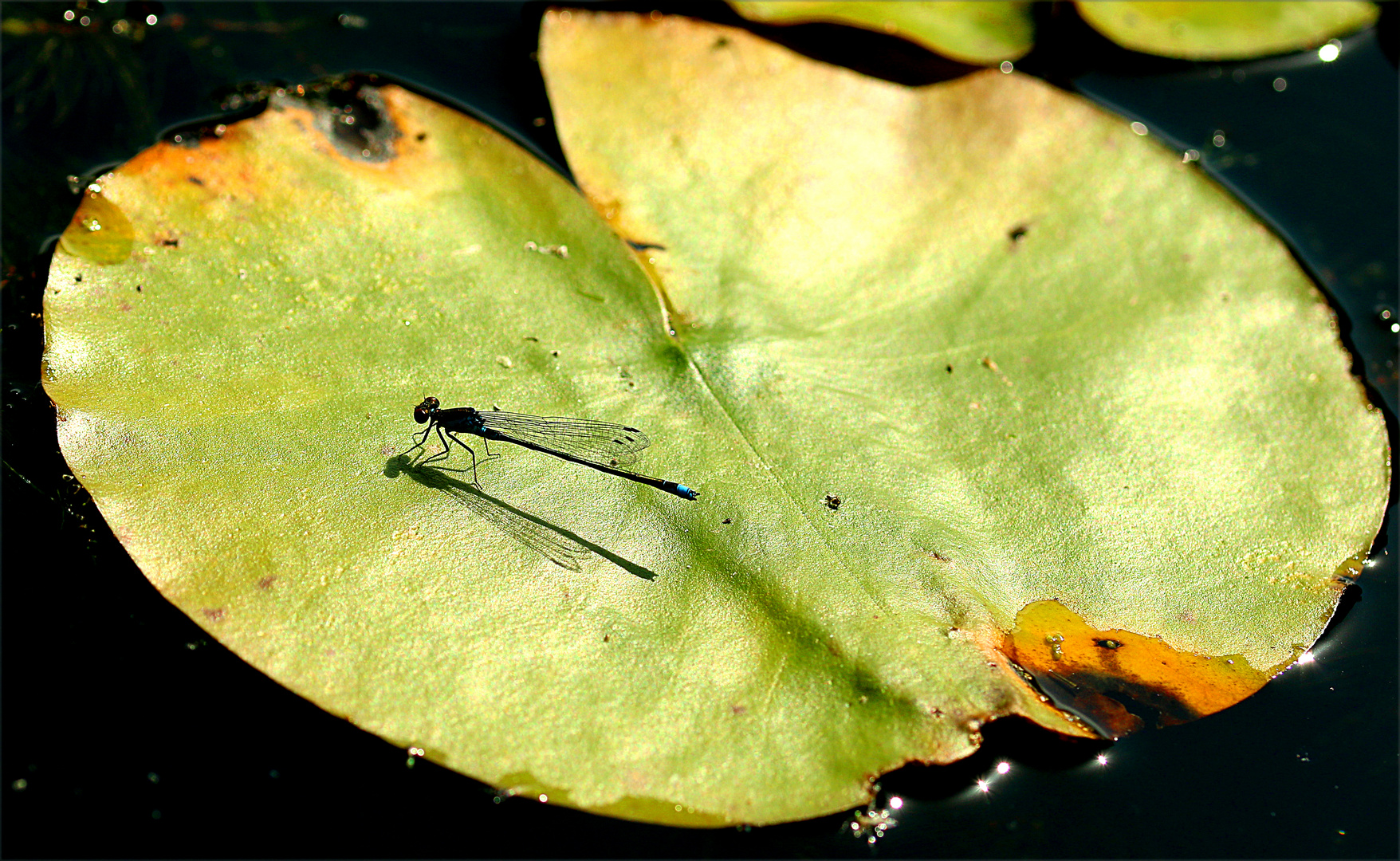 Odonata