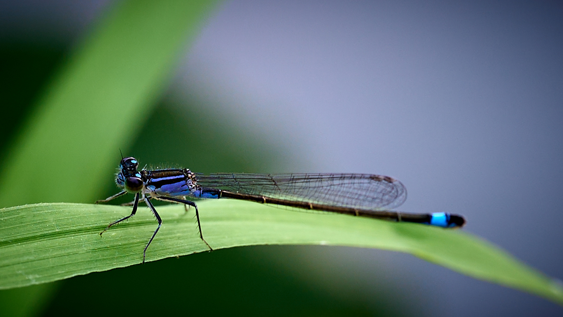 Odonata