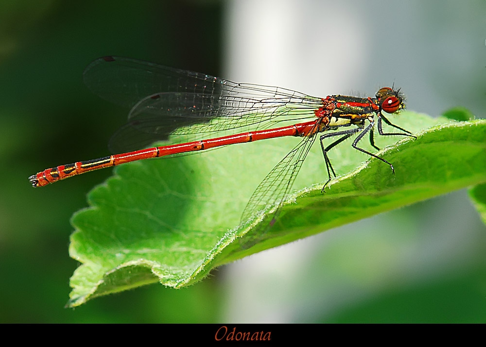 Odonata