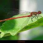 Odonata