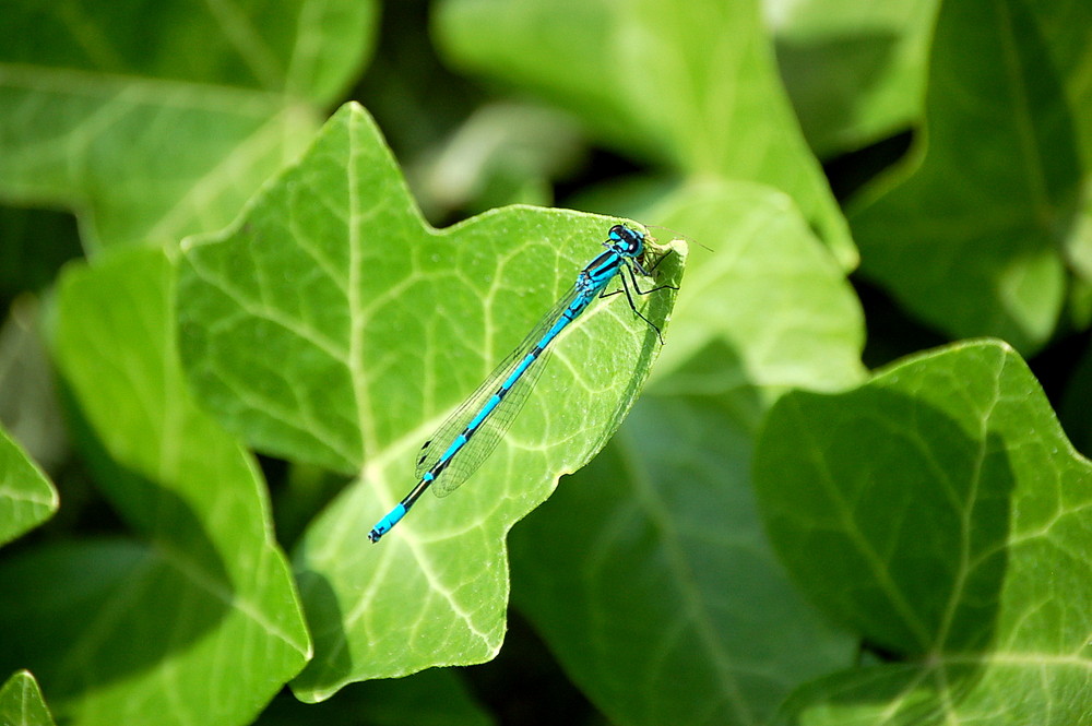 Odonata