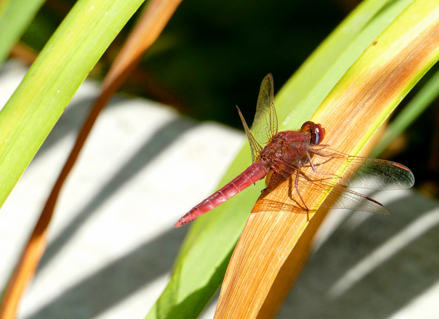 Odonata