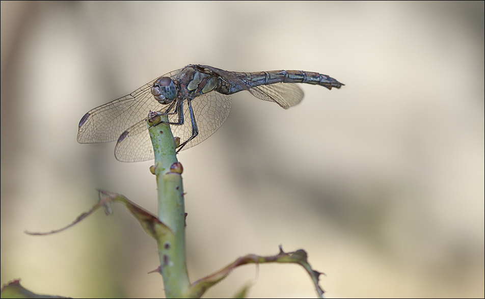 Odonata