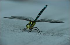 # Odonata #