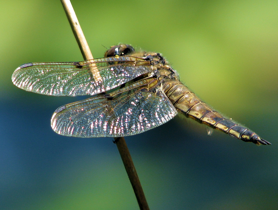 Odonata