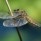 Odonata