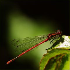 Odonata