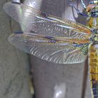 Odonata