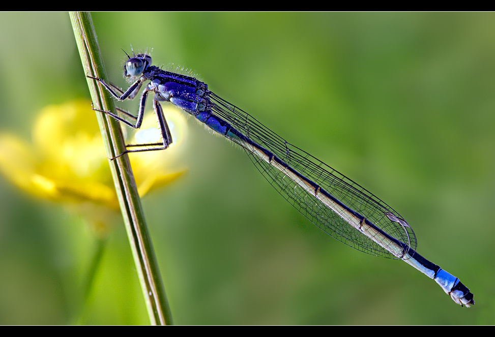 Odonata