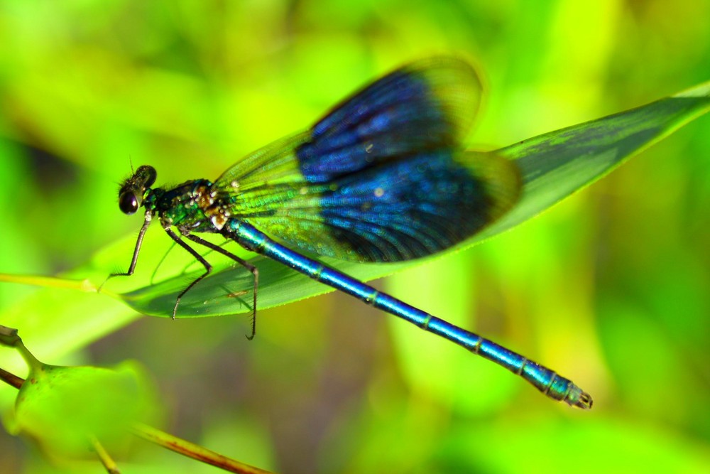 Odonata