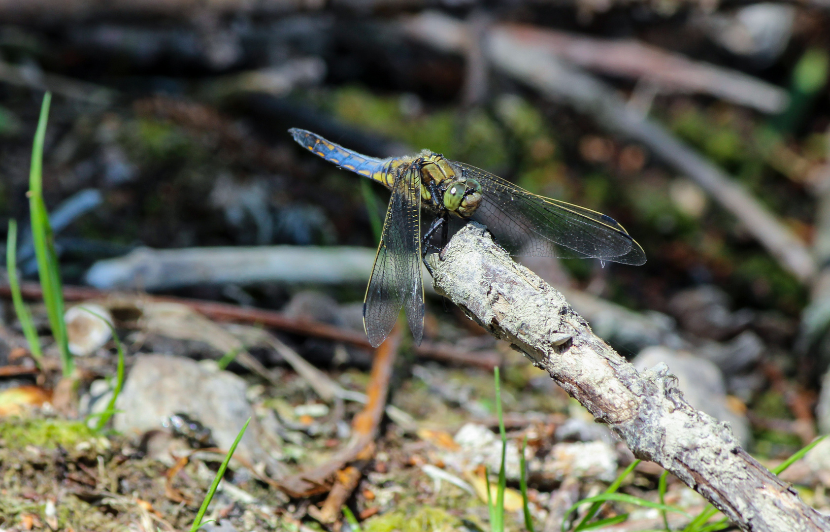 Odonata abflugbereit