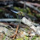 Odonata abflugbereit