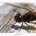 odonata