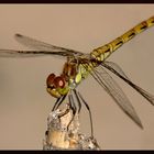 Odonata...