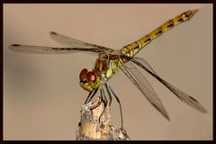 Odonata...