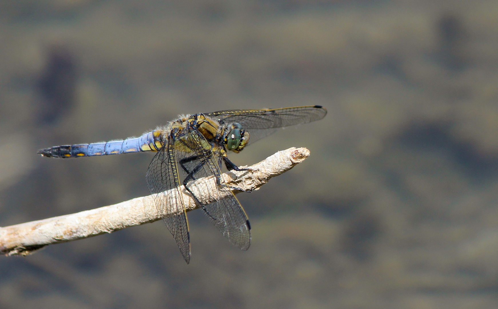 Odonata