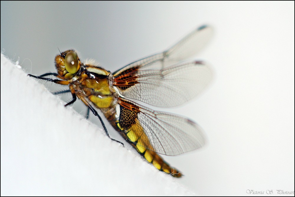 ° Odonata °