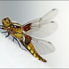 ° Odonata °