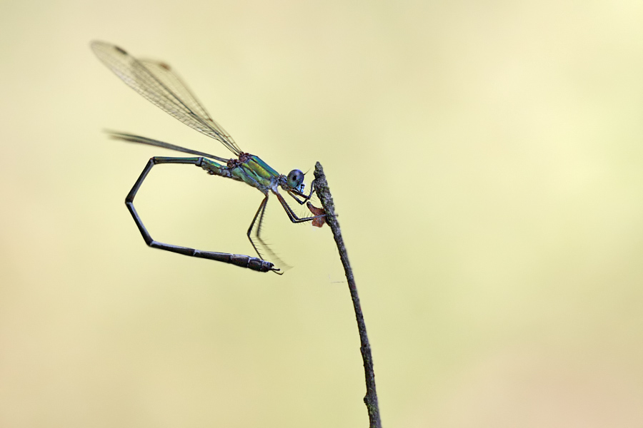 Odonata GYM