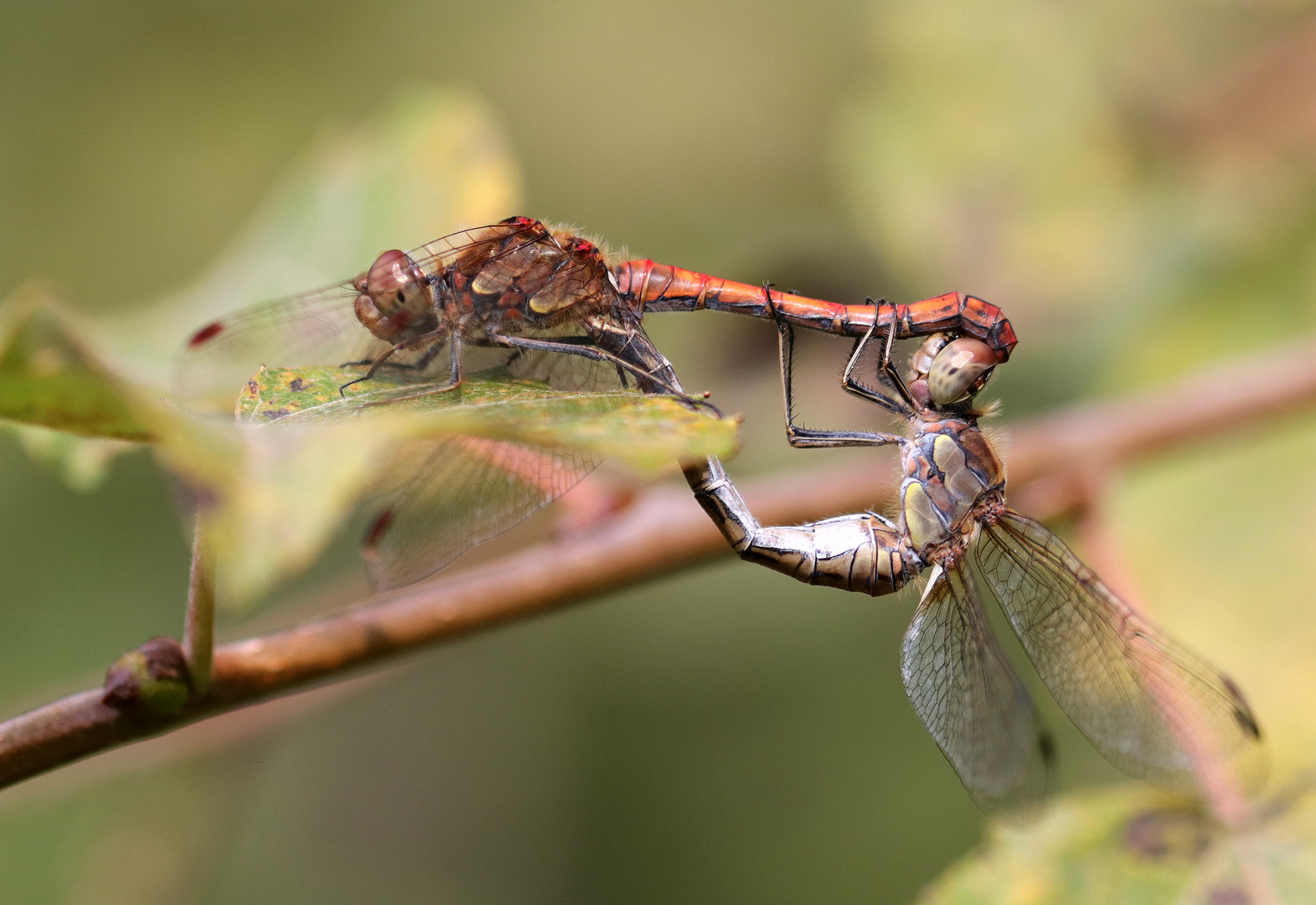 Odonata in Love