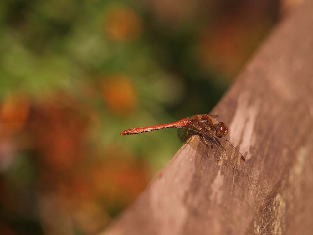 Odonata in red