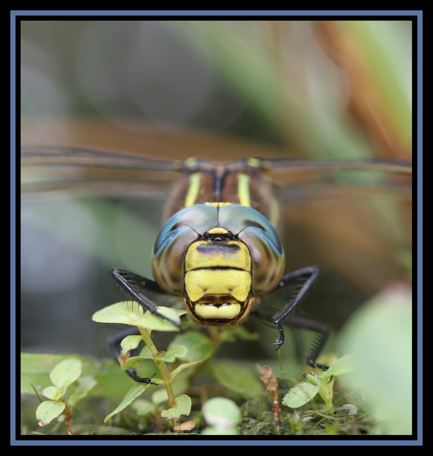 Odonata1