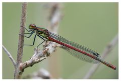 Odonate : Demoiselle "Nymphe au corps de feu"