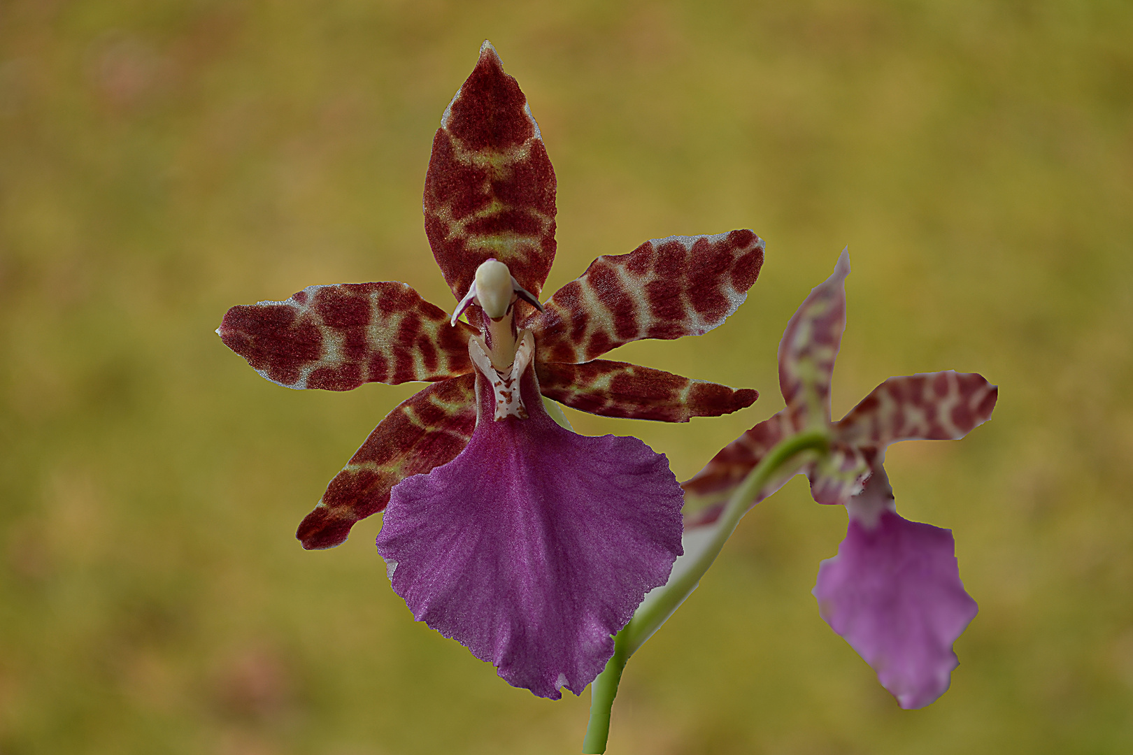 Odontoglossum bictoniense 2