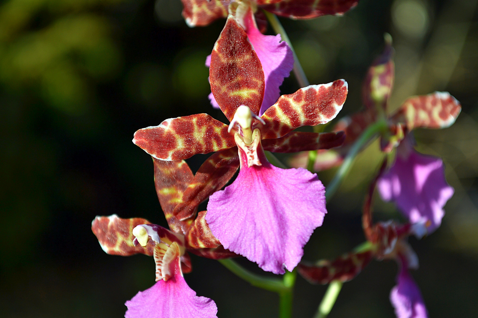 Odontoglossum bictoniense