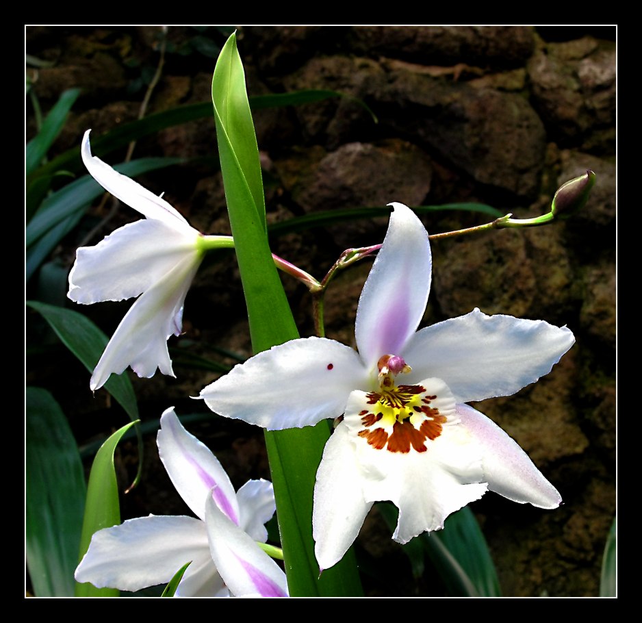 Odontoglossum Boussole