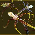 Odontoglossum cordatum