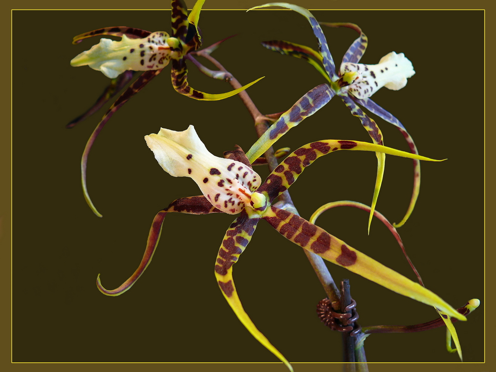 Odontoglossum cordatum