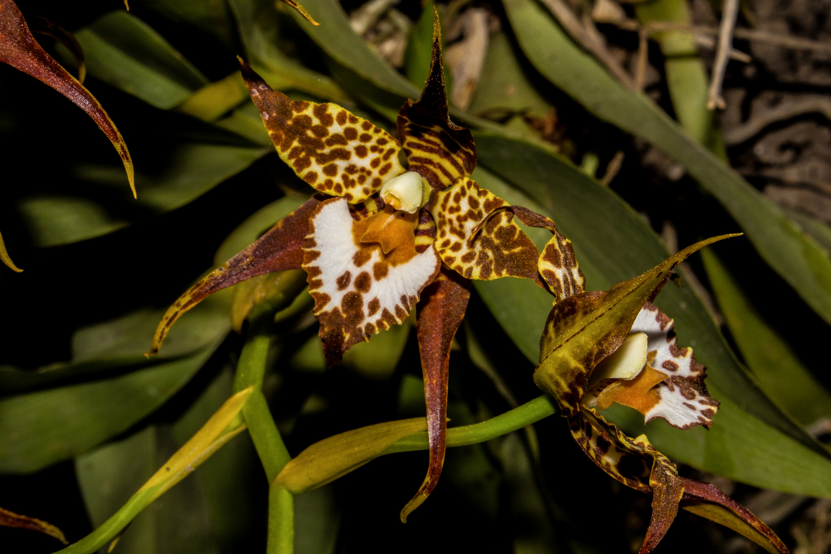 Odontoglossum cordatum