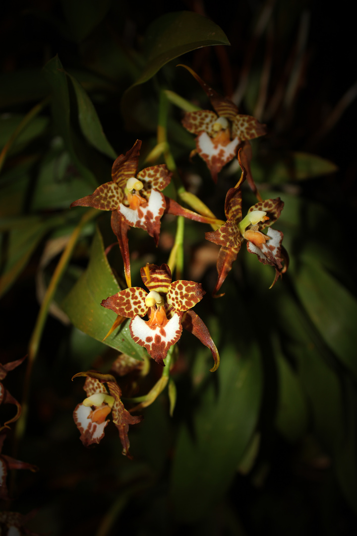 Odontoglossum cordatum