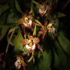 Odontoglossum cordatum