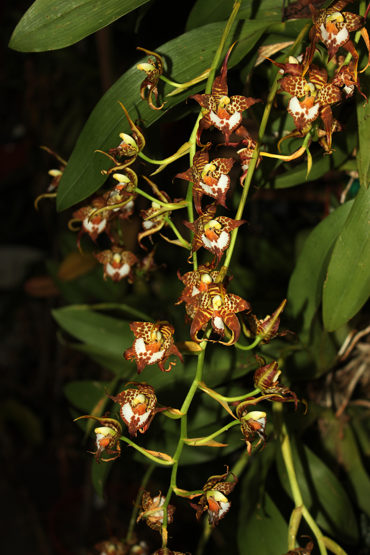 Odontoglossum cordatum, eine Orchidee