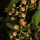 Odontoglossum cordatum, eine Orchidee