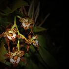 Odontoglossum cordatum, eine Orchidee