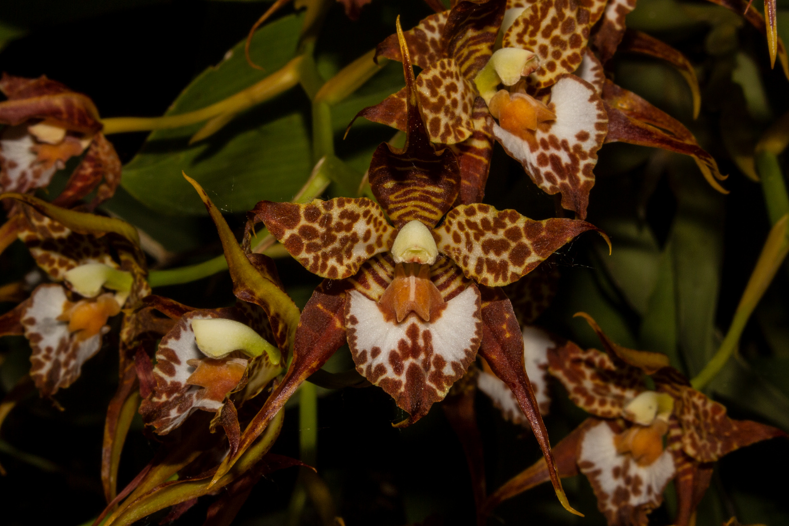 Odontoglossum cordatum (Orchid)
