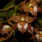 Odontoglossum cordatum (Orchid)