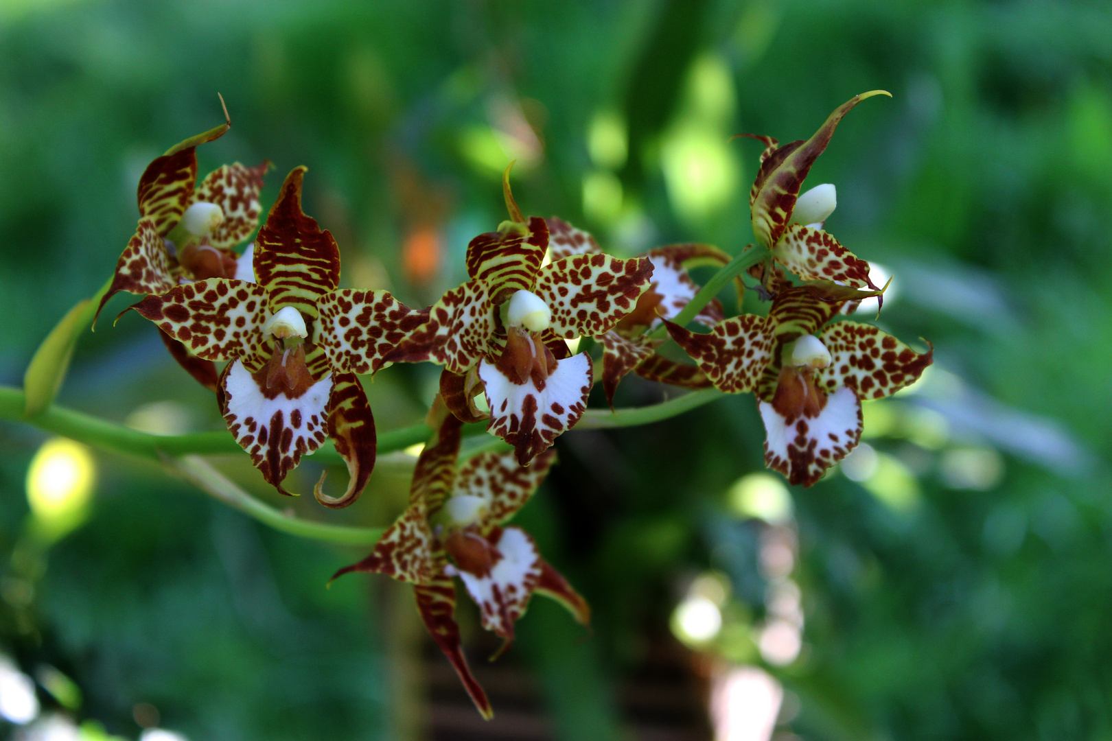 Odontoglossum cordatum (Orchidee) 2