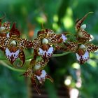 Odontoglossum cordatum (Orchidee) 2