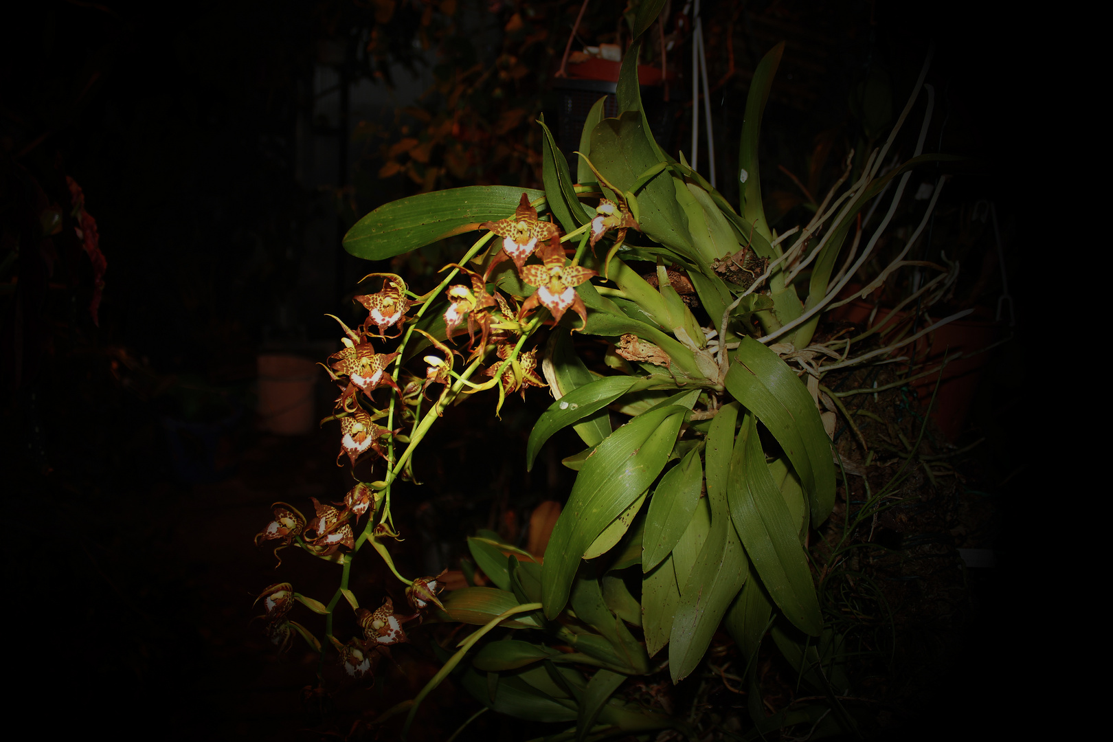 Odontoglossum cordatum, Orchidee