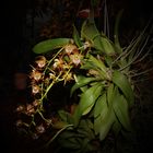 Odontoglossum cordatum, Orchidee