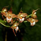 Odontoglossum cordatum (Orchidee)