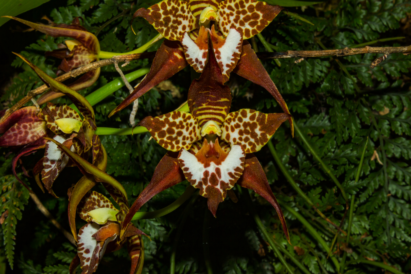 Odontoglossum cordatum (Orchidee)