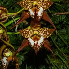 Odontoglossum cordatum (Orchidee)