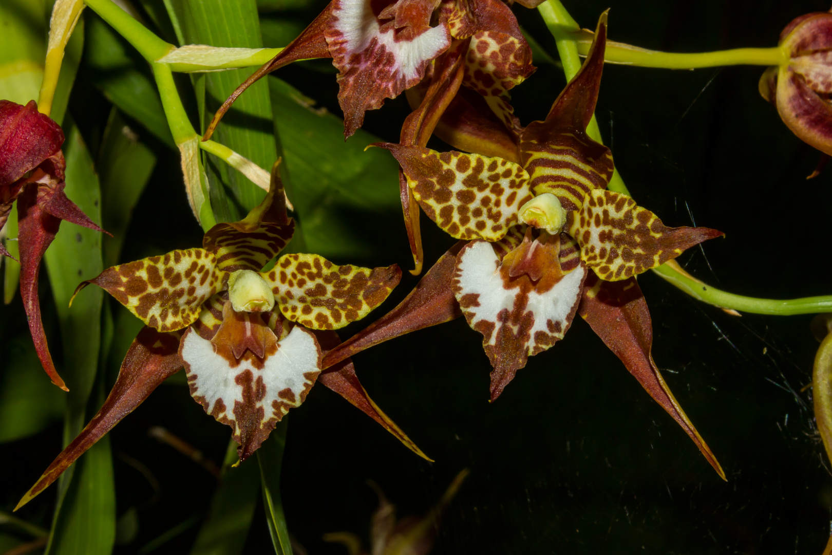 Odontoglossum cordatum (Orchidee)