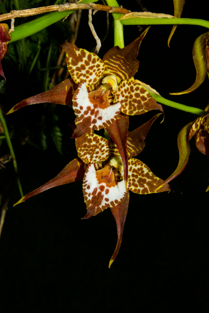 Odontoglossum cordatum (Orchidee)