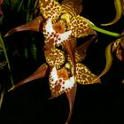 Odontoglossum cordatum (Orchidee)